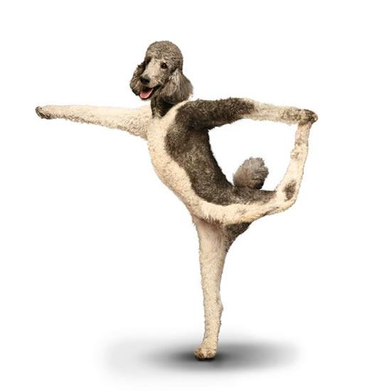 yoga dogs2
