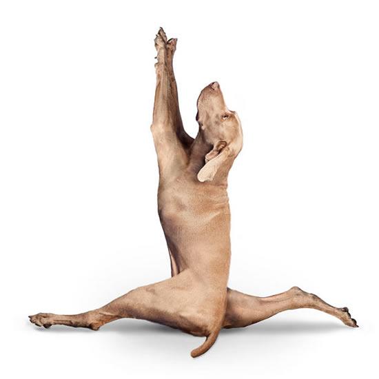 yoga dogs3