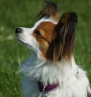 Melba