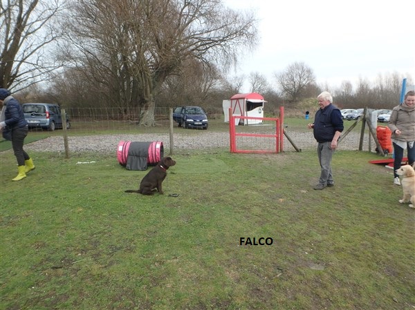 falco
