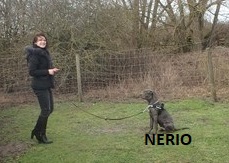 nerio3