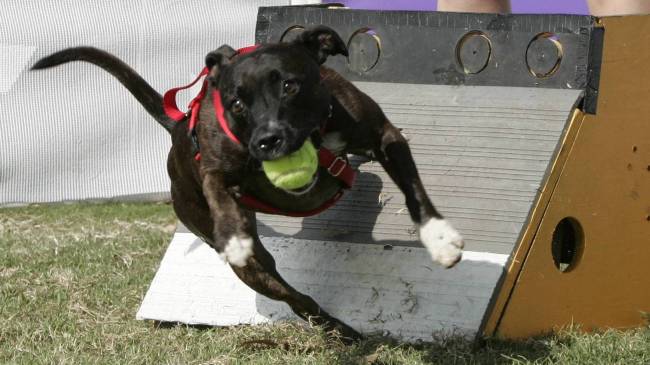 fly ball 2