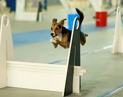 fly ball 3