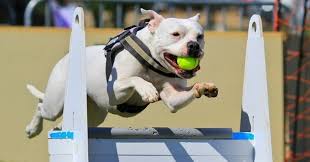 fly ball 4