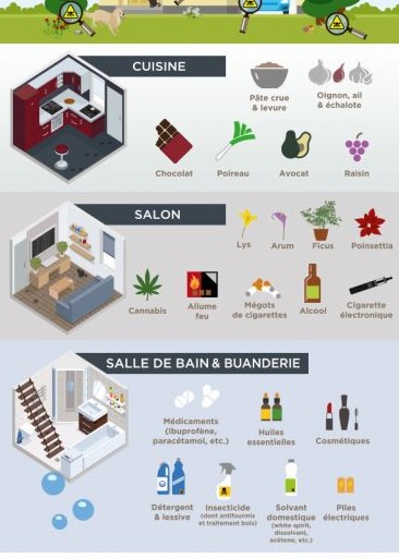 intoxication chien 3