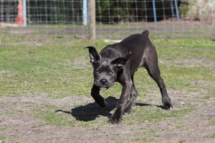 20140322 cclp 1000px 034