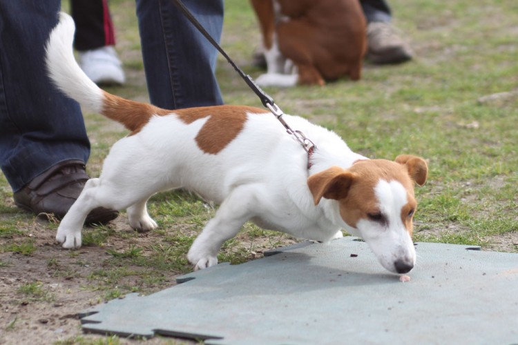 20140329 cclp 1000px 076