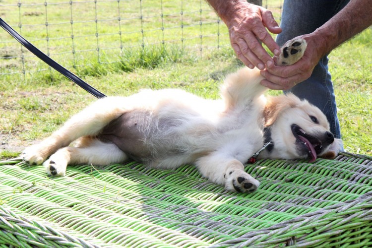 20140517 cclp 1000px 065
