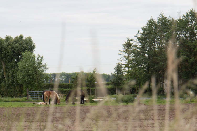 20140608 cclp dune fossile 1000px 017