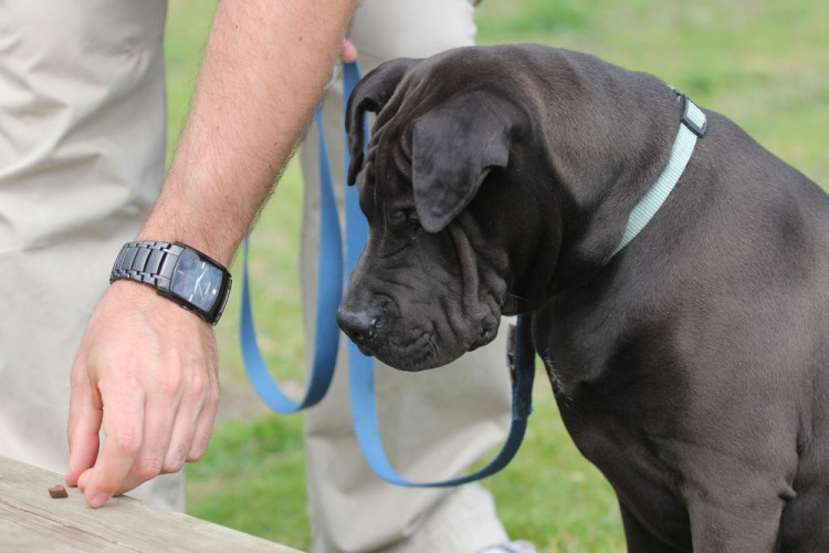 20140824 cclp chiots 1000px 041