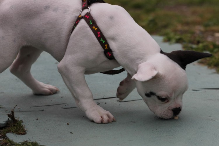 20140824 cclp chiots 1000px 045