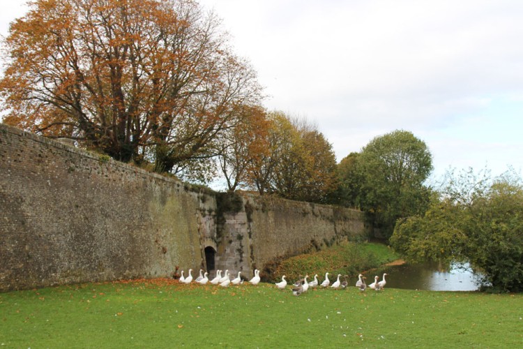 20141101 cclp balade bergues 1000px 056