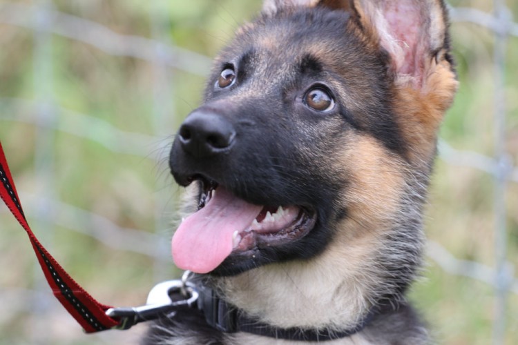 20141018 cclp chiots 1000px 097