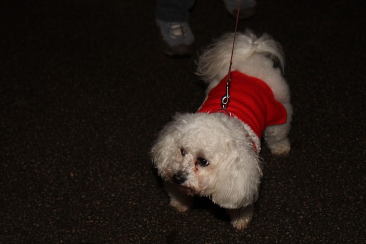 20141214 balade nocturne parc galame 1000px 063