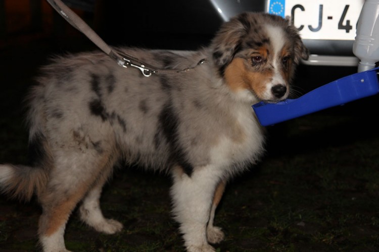 20141214 balade nocturne parc galame 1000px 064
