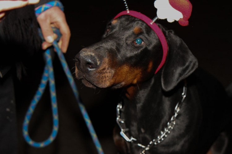 20141214 balade nocturne parc galame 1000px 074