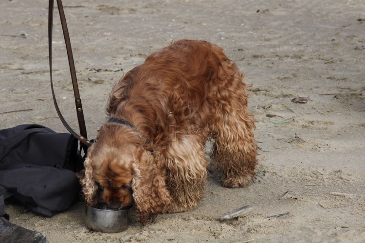20150308 cclp gravelines plage 1000px 048