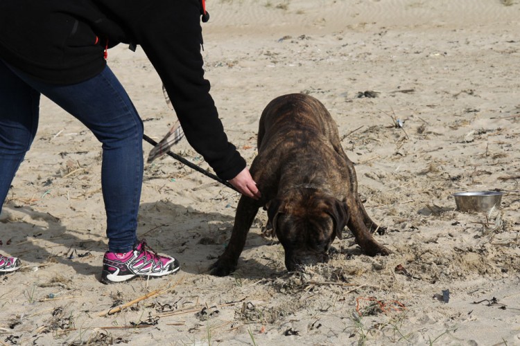 20150308 cclp gravelines plage 1000px 059