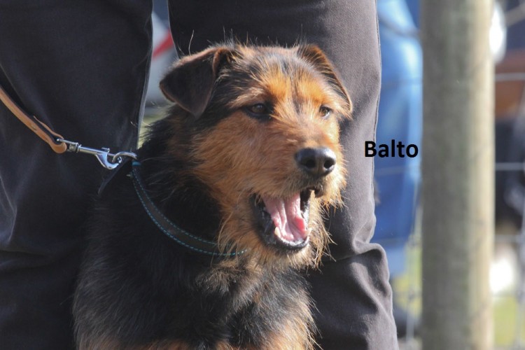 nom balto