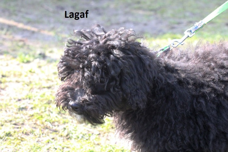 nom lagaf