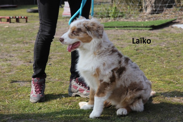 nom laiko