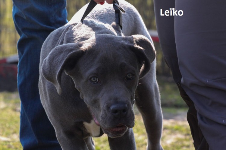 nom leiko
