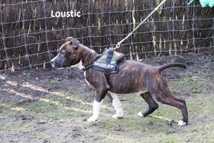 nom loustic2