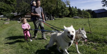 La cani rando ou les chiens de traineaux en ete