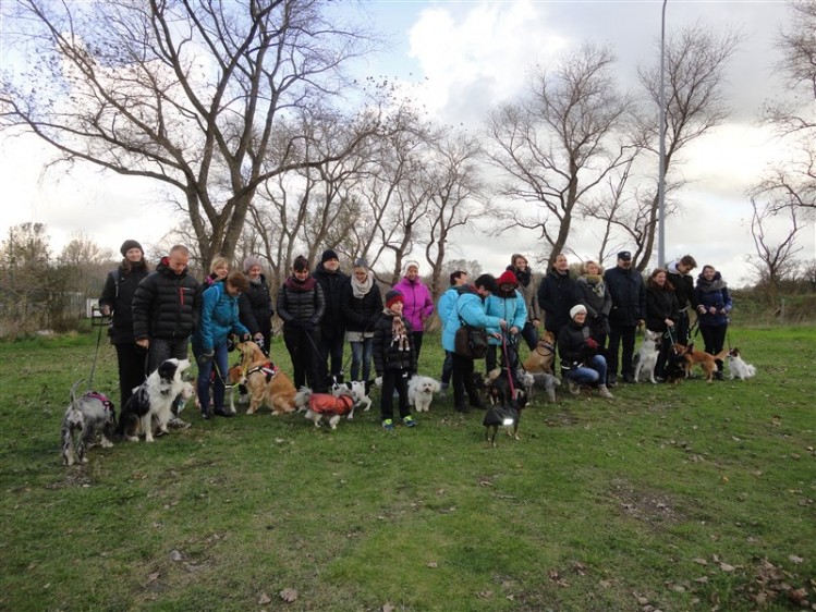 Promenade des chiens Ghyvelde 3 le 6 11 2016