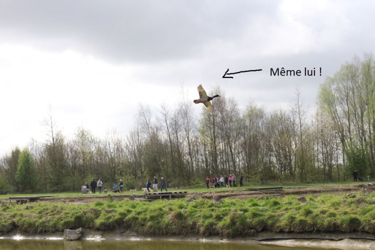 parcours coeur canard site