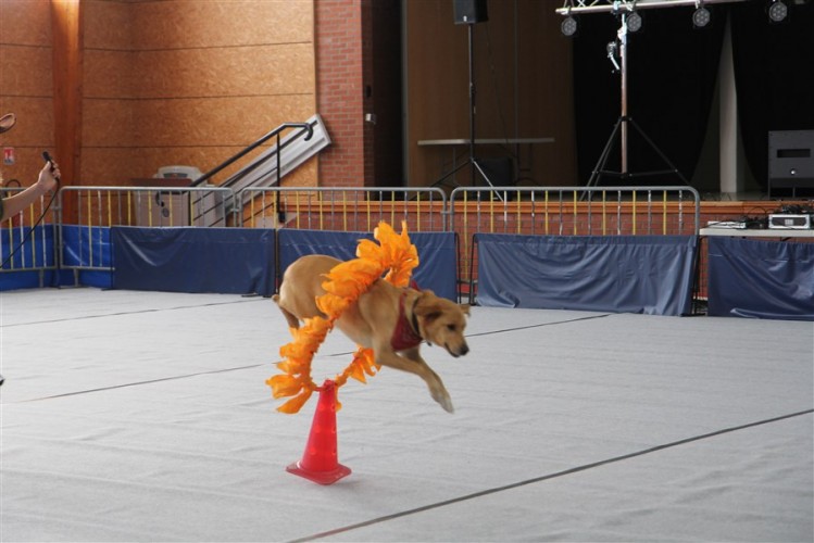 20161009 dogdancing 1178