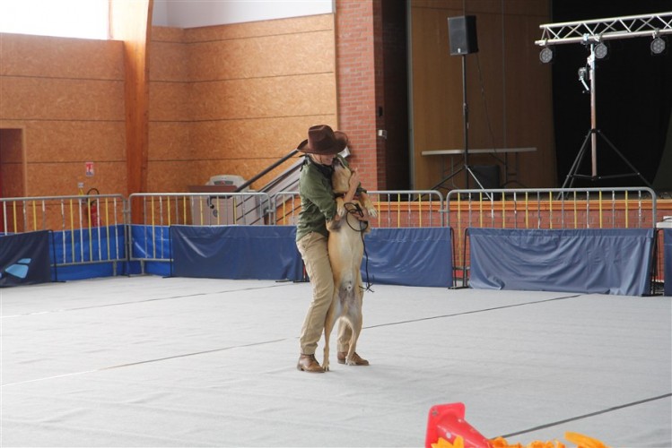 20161009 dogdancing 1185