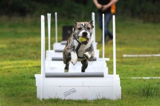 fly ball 1